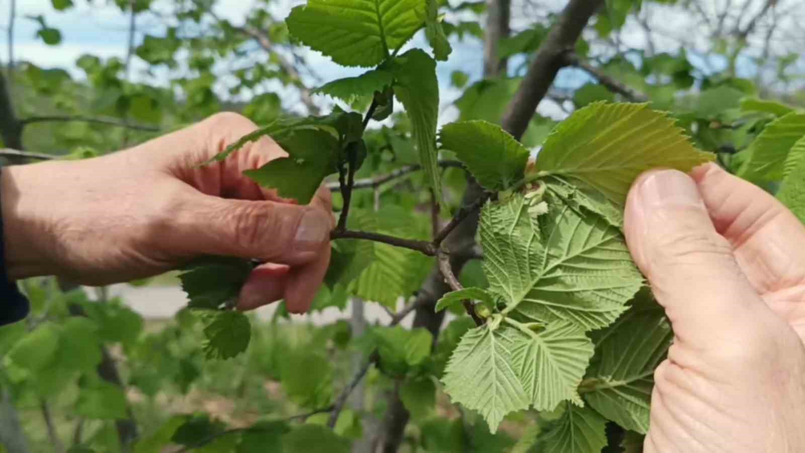Fındıkta verim düşüklüğü maliyeti artırıyor
?v=1