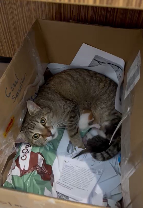 Okulun maskot kedisi yavrularını öğretmenler odasına taşıdı
?v=1