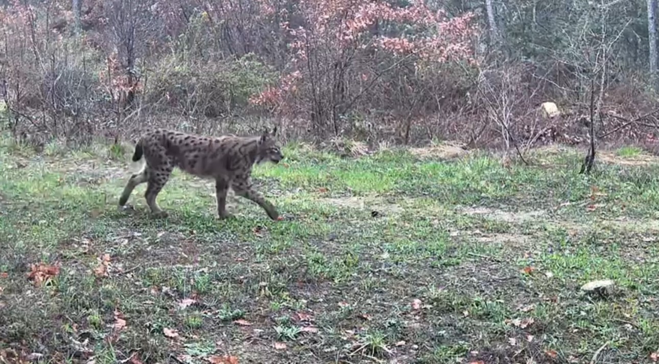 Karabük’te vaşak, domuzlar ve tavşan fotokapanla görüntülendi
?v=1