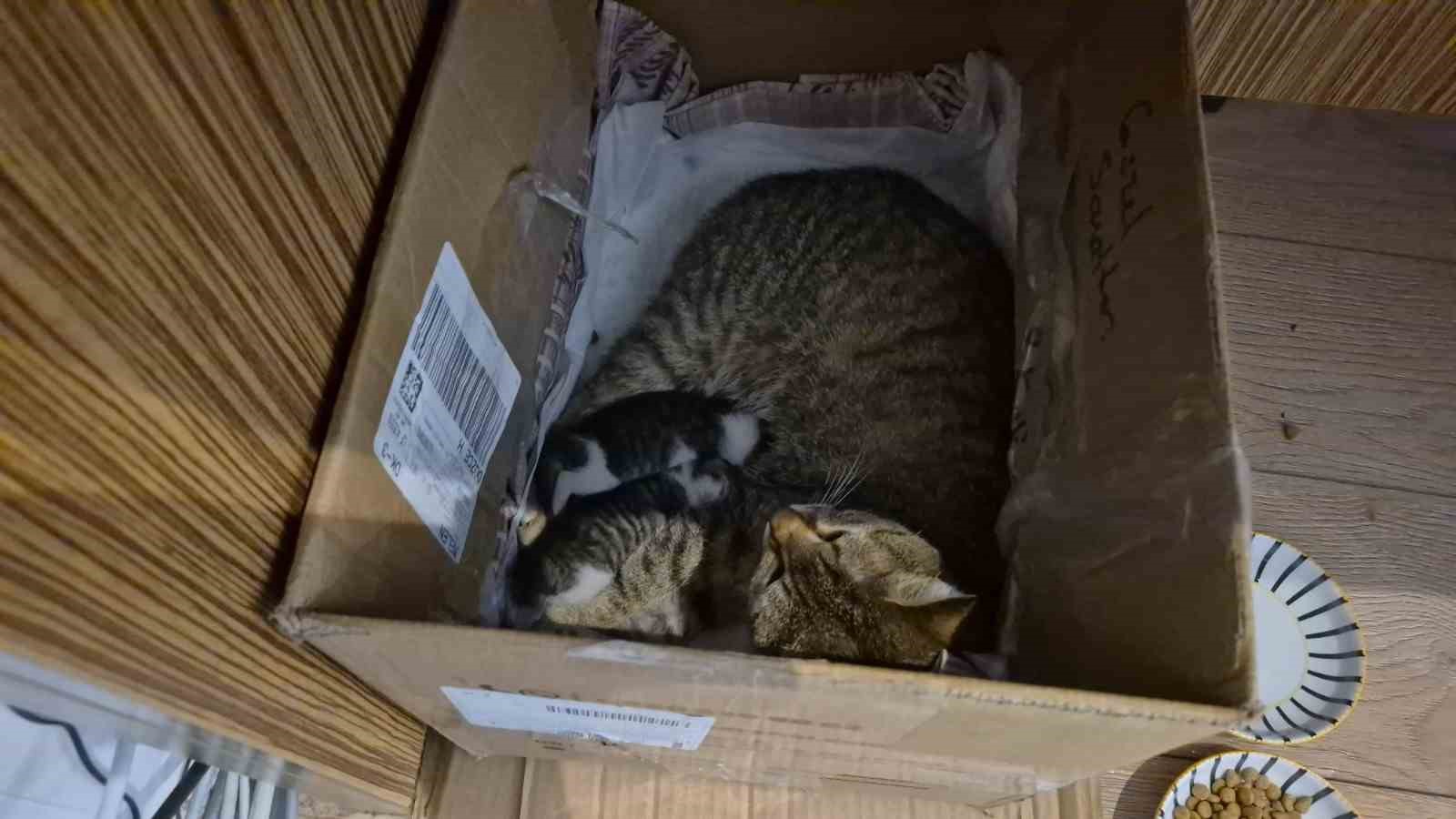 Lisenin maskot kedisi, yavrularını okula emanet etti
?v=1