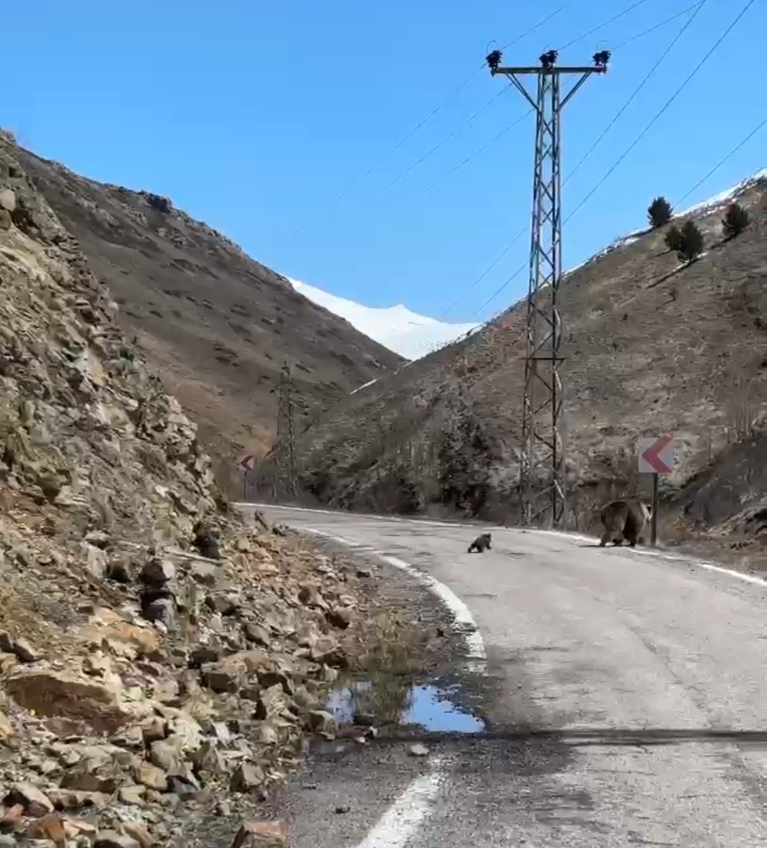 Anne ayı ve yavruları yolda görüntülendi, minik yavrunun çabası gülümsetti
?v=1