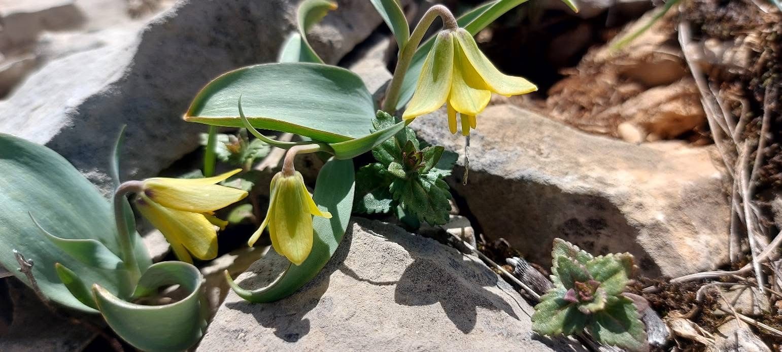 İsmini keşfedildiği ilçeden alıyor: Ender görülen Çermik ters lalesi çiçek açtı
?v=1