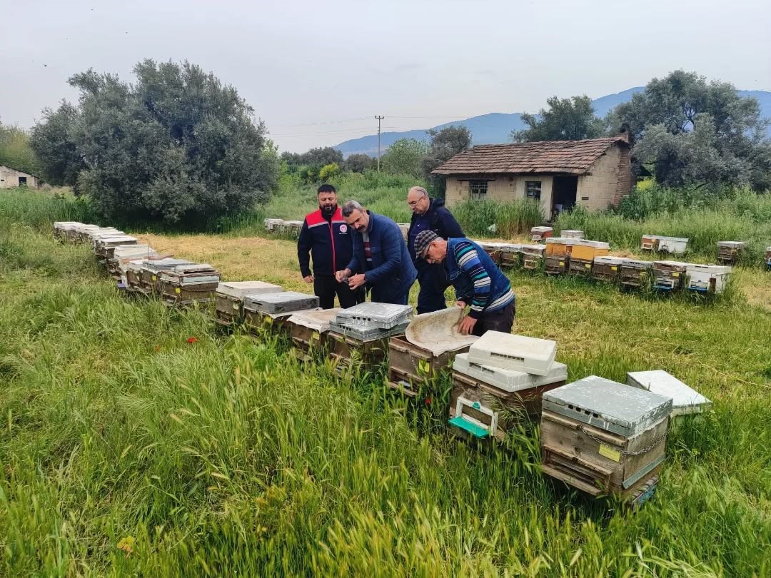 Aydın’da ana arı üretim kovanları denetlendi
?v=1