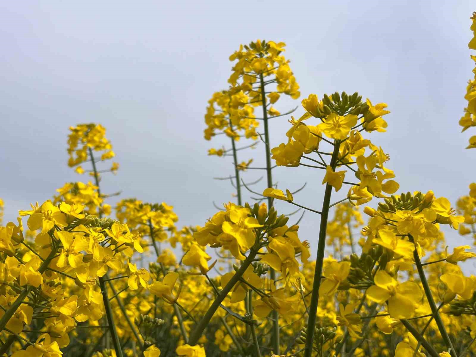 Hayrabolu’da bu yıl 21 bin dekar alanda kanola ekimi yapıldı
?v=1