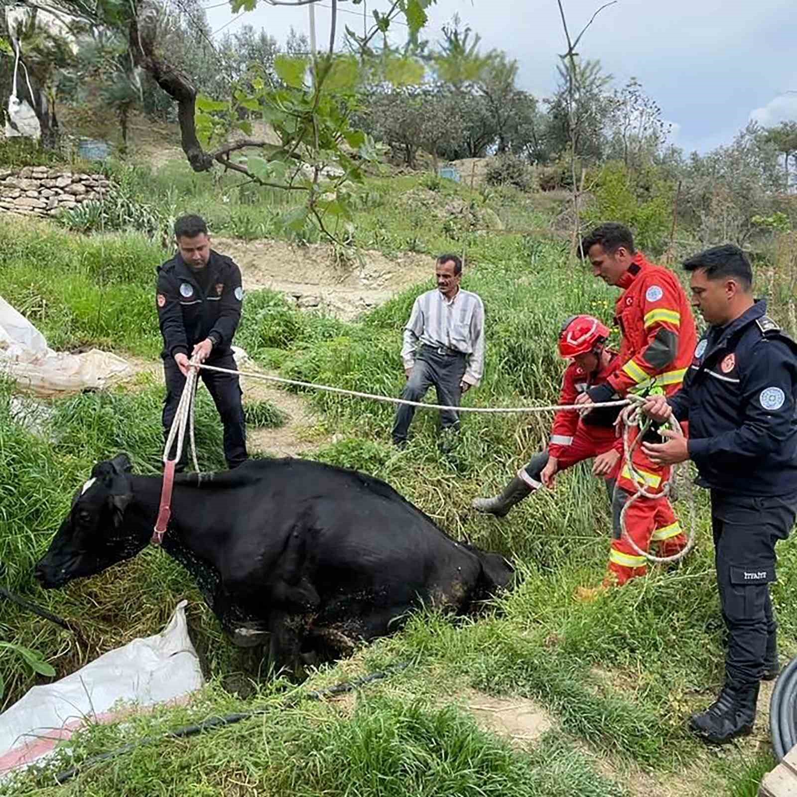 Seydikemer’de mahsur kalan inek itfaiye ekipleri tarafından kurtarıldı
?v=1