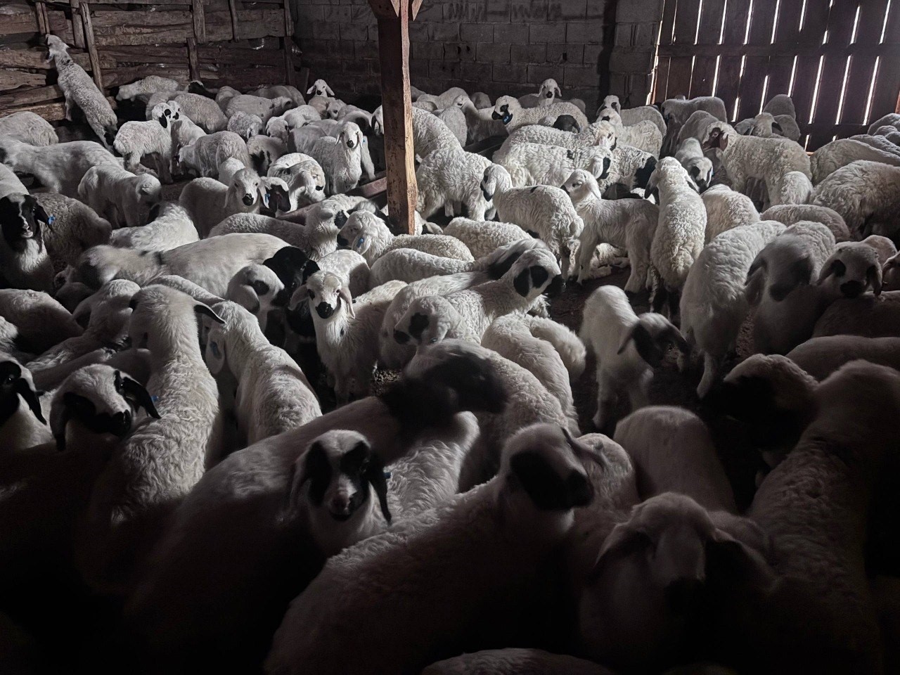 Sürülerde bahar hareketliliği: Kuzular annelerini böyle buldu
?v=1