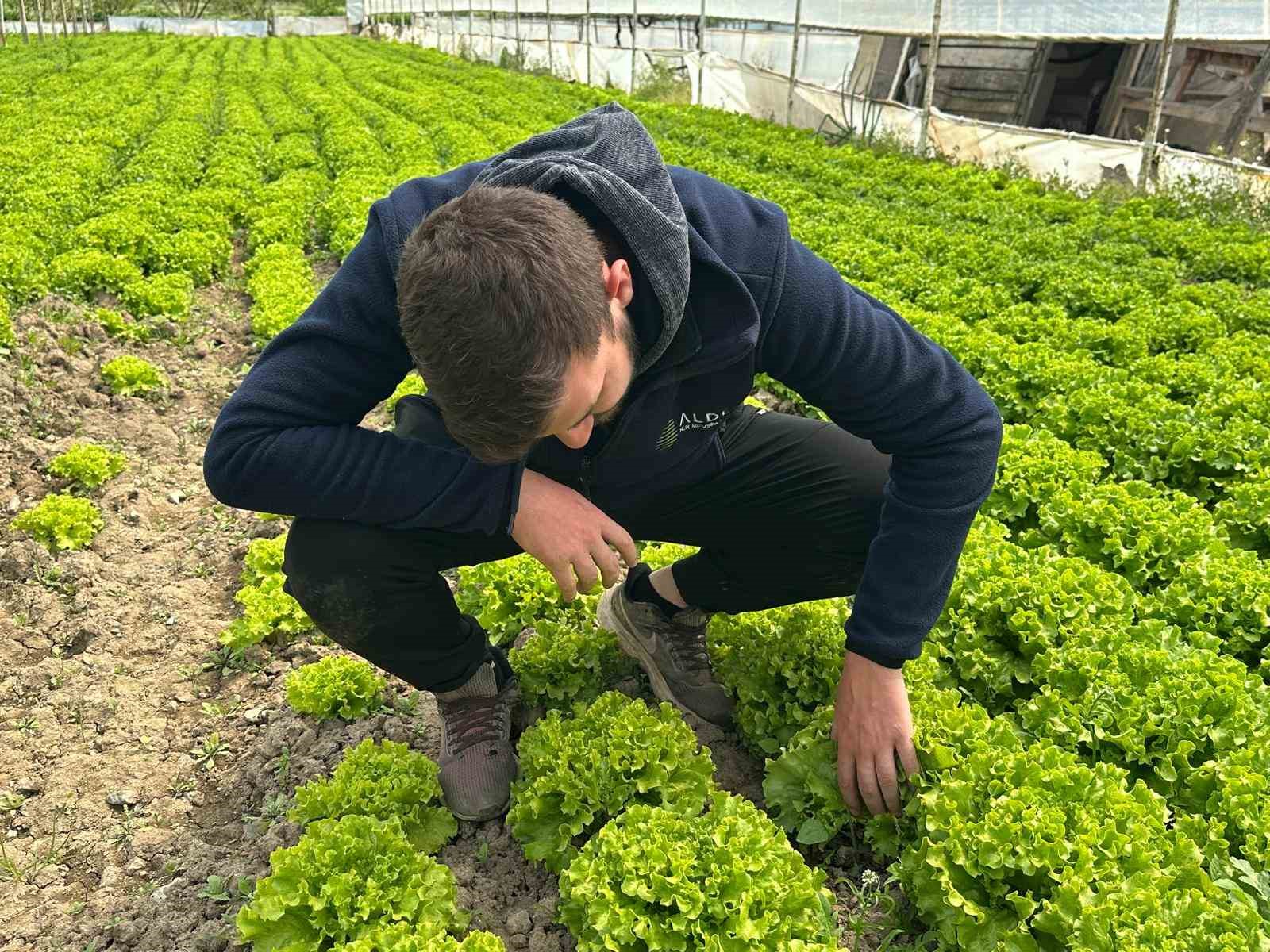 Bu sefer tarladan güzel haber geldi...35 liraya tarladan satılan marul yüzleri güldürdü
?v=1