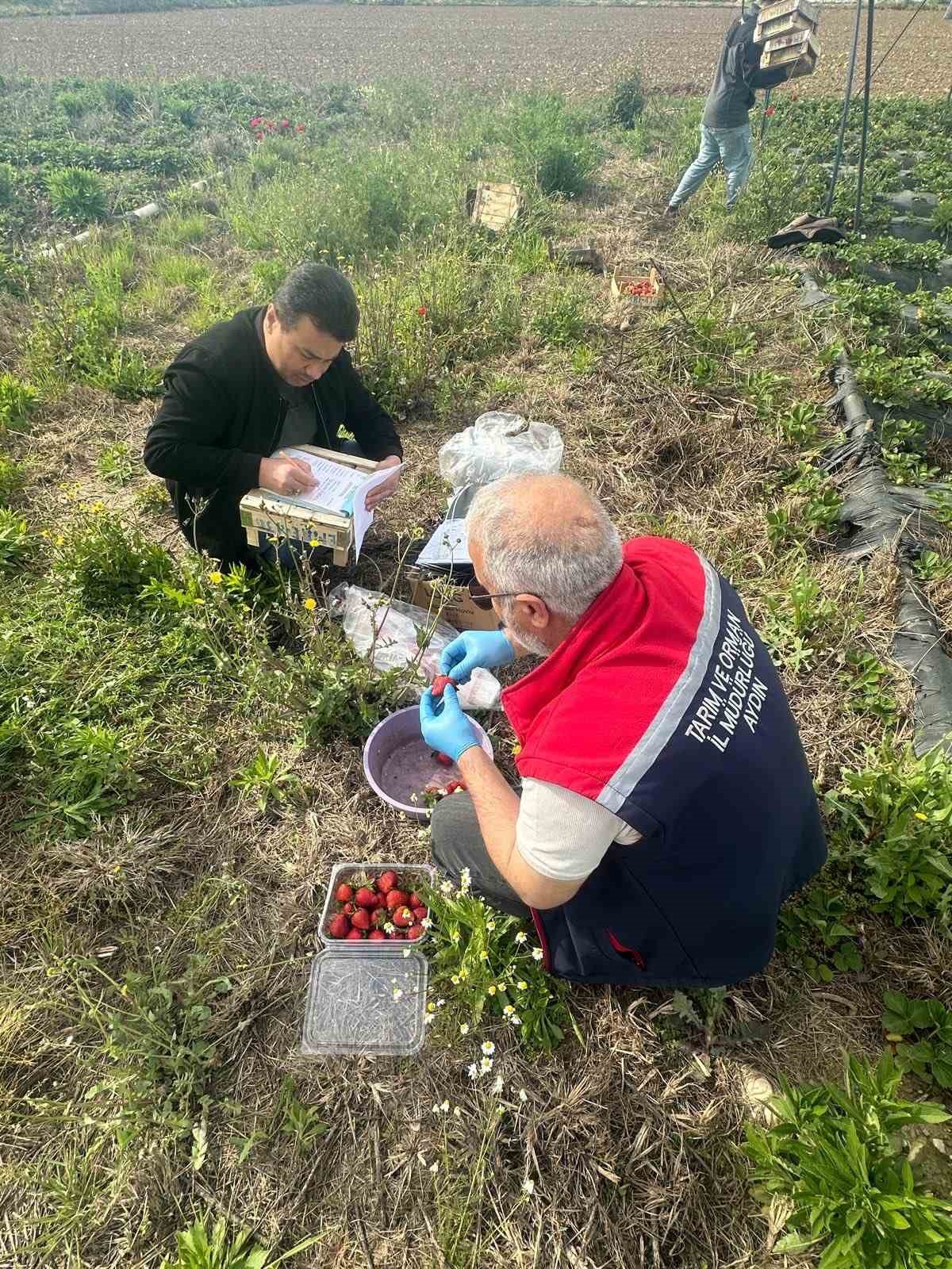 Aydın’da hasat öncesi çilek bahçeleri kontrol edildi
?v=1
