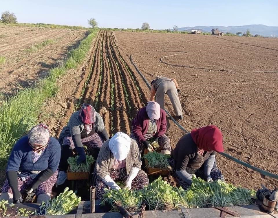 Karacasu’da çiftçilerin tütün mesaisi başladı
?v=1