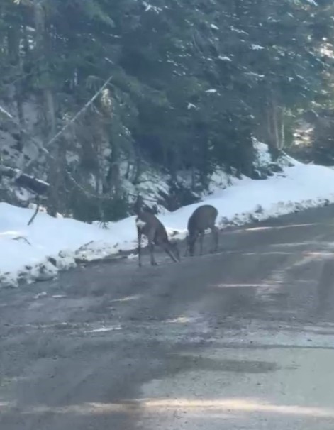 Kastamonu’da karacalar su içerken görüntülendi
?v=1