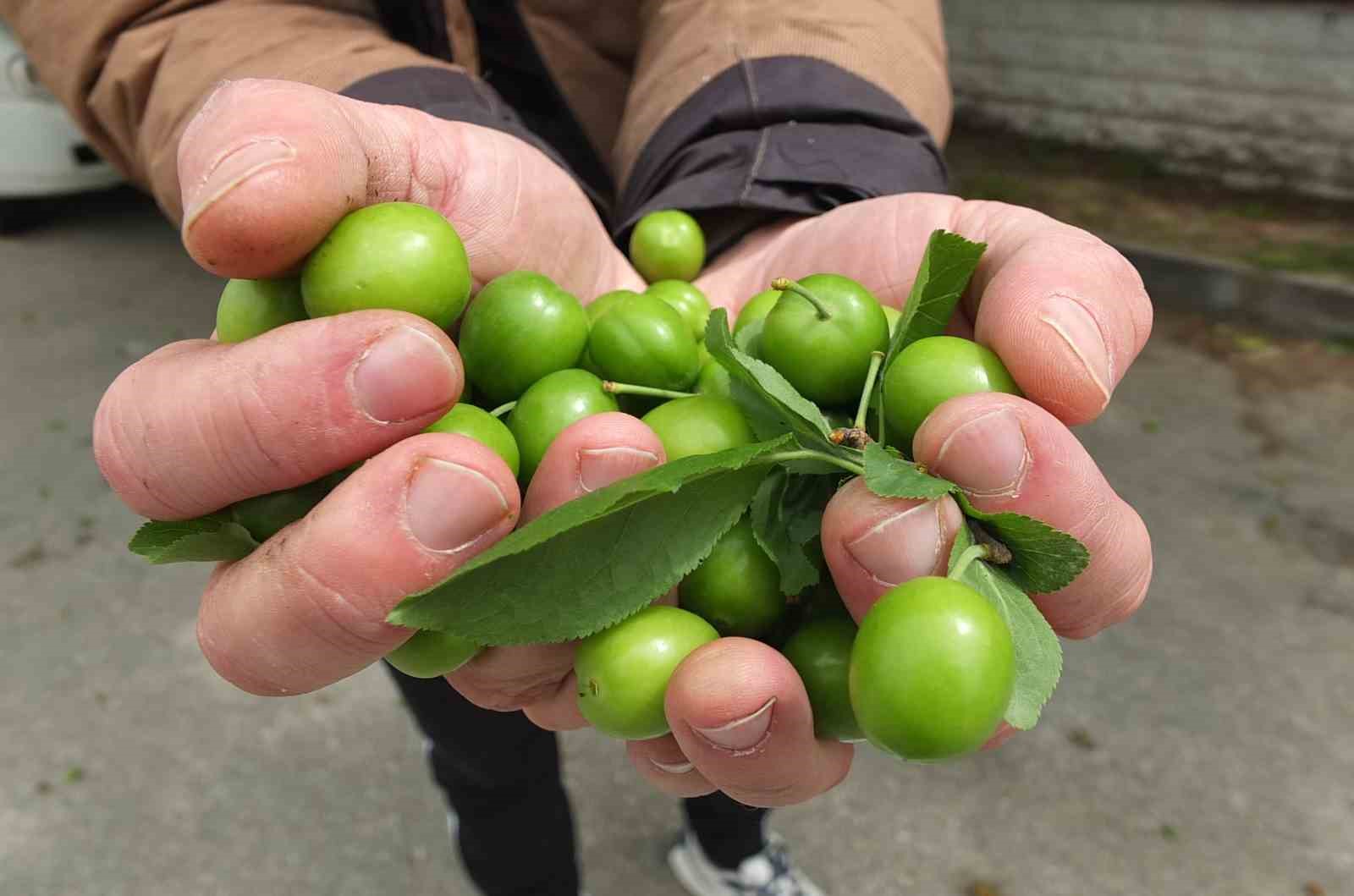 Balıkesir’de ilk erik hasadı yapıldı
?v=1