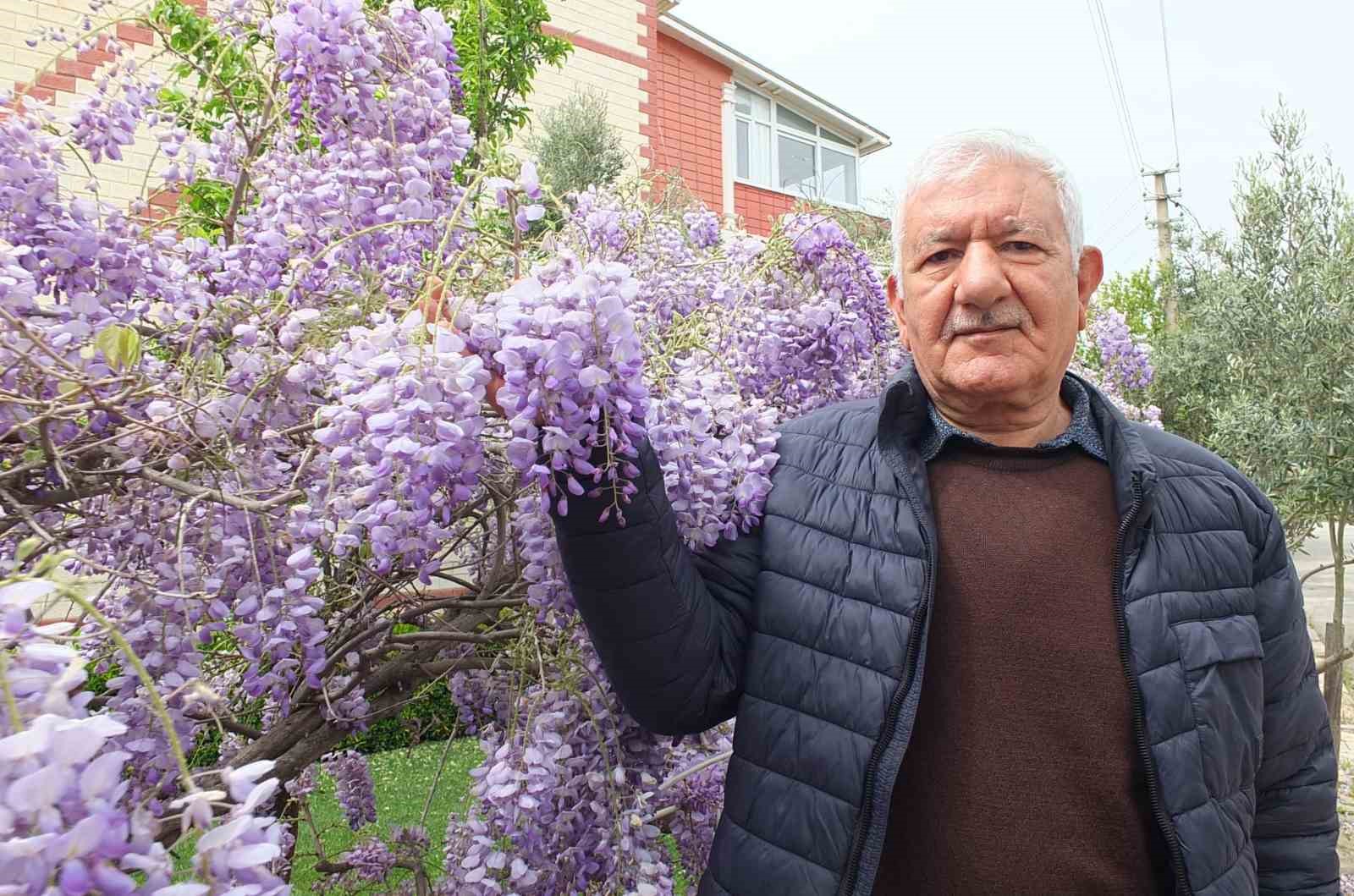 Balıkesir’de mor salkım güzelliği başladı
?v=1