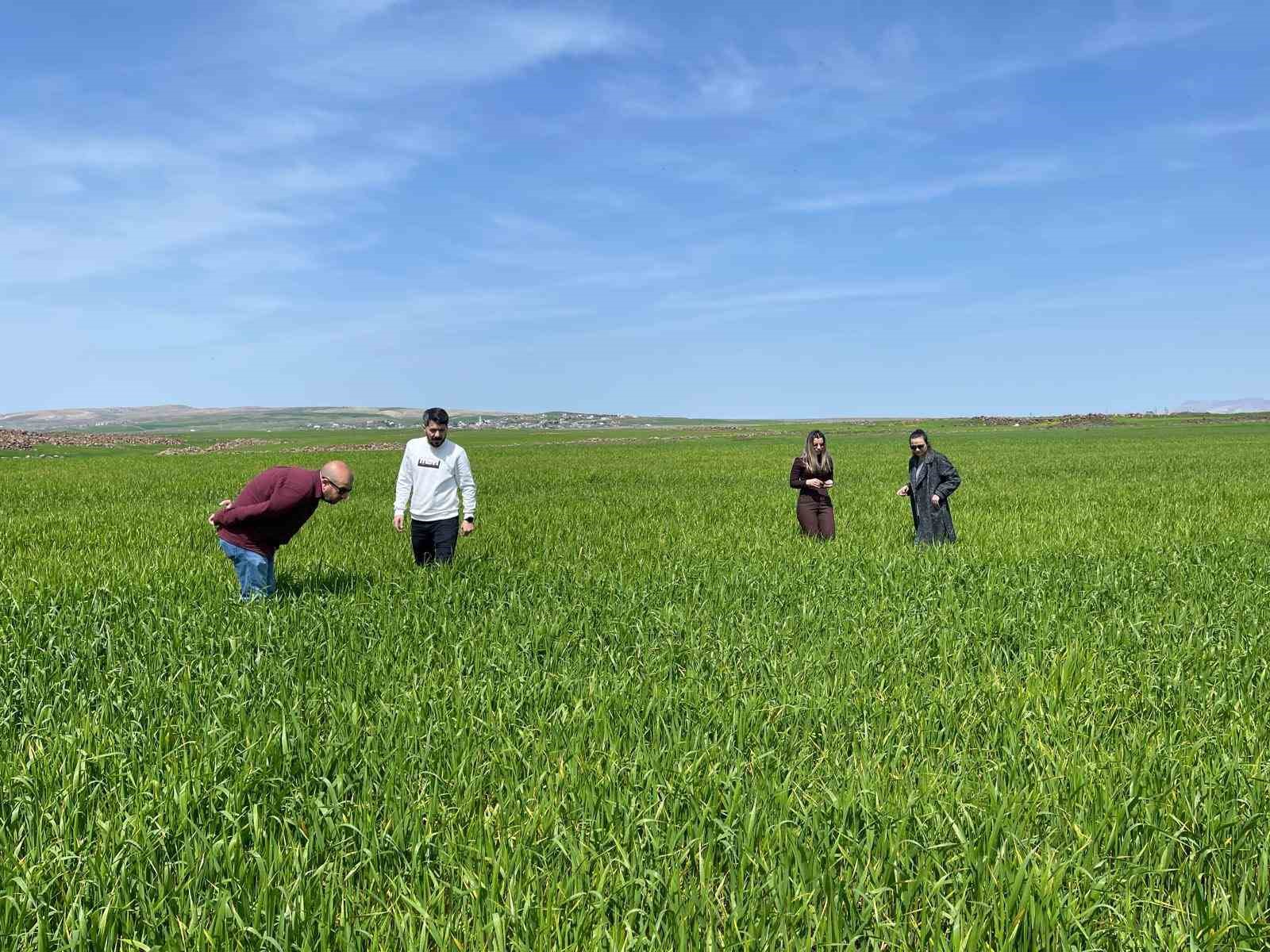 Cizre’de tarlalarda ‘süne’ mesaisi
?v=1