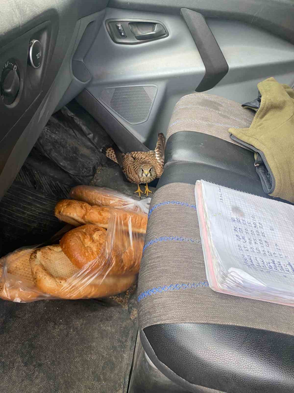 Dörtyol’da yaralı atmaca araca sığındı
?v=1