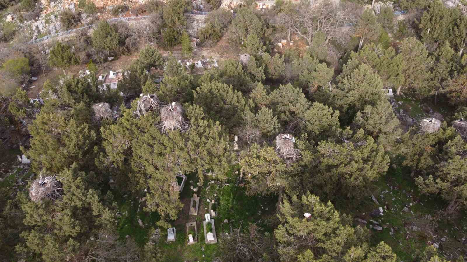 Beyşehir’de yuvalar şenlendi, leylekler vadisi canlandı
?v=1