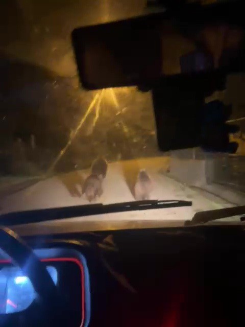 Zonguldak’ta aç kalan ayılar köye indi
?v=1