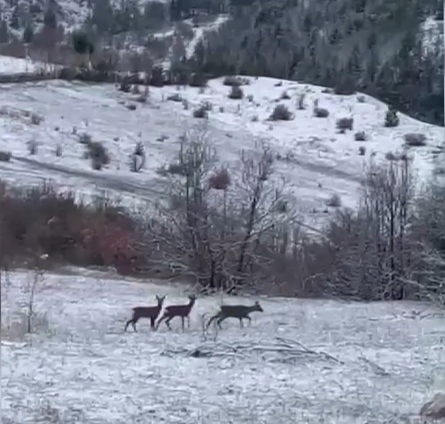 Nadir misafirler kar altında görüntülendi: Refahiye’de kızıl geyik heyecanı
?v=1