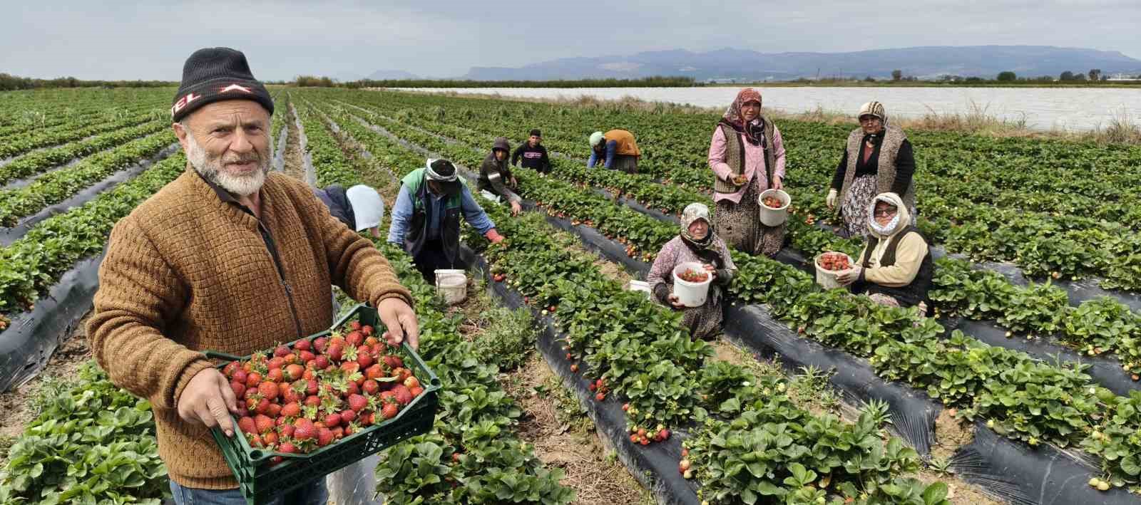 Mersin’de açıkta çilek hasadı başladı: İç pazarda kilogramı 65 ile 75 TL arasında
?v=1