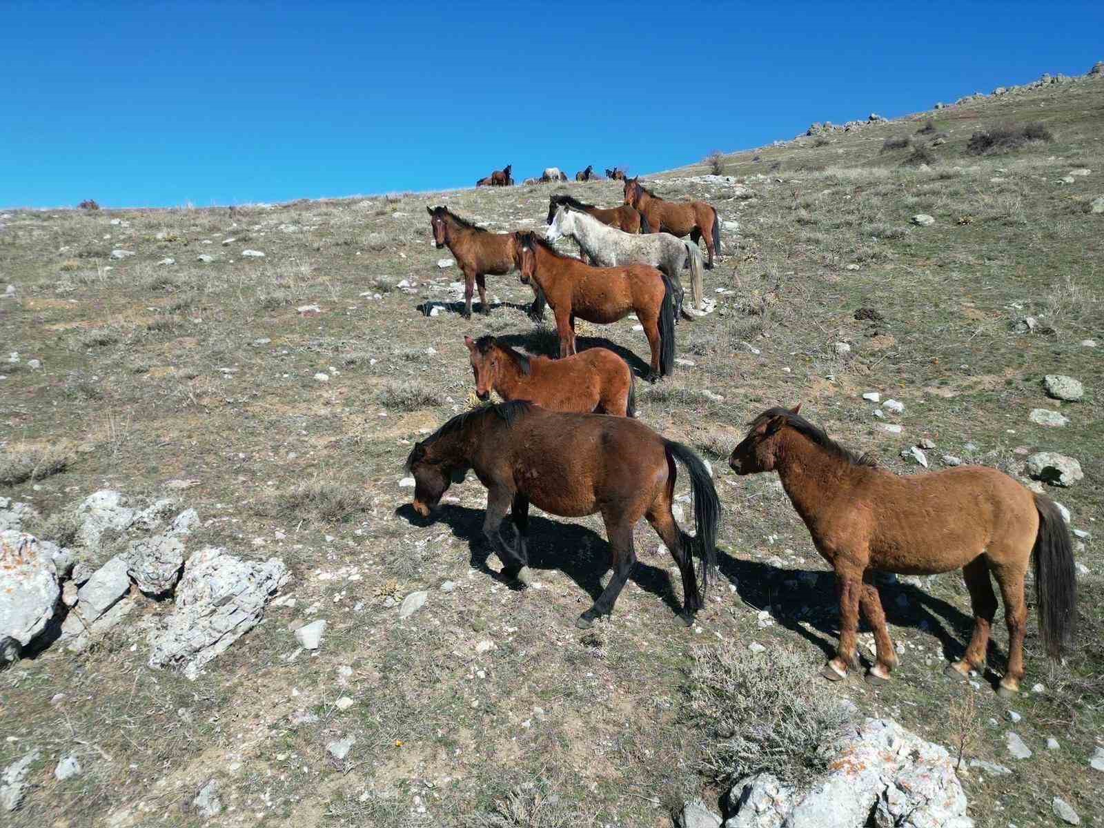 Havanın ısınmasıyla yılkı atlarının hareketliliği arttı
?v=1