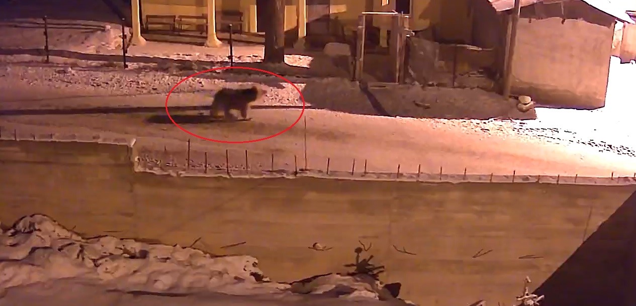 Kış uykusundan uyanan ayılar Bayburt’un köylerinde yiyecek aradı
?v=1