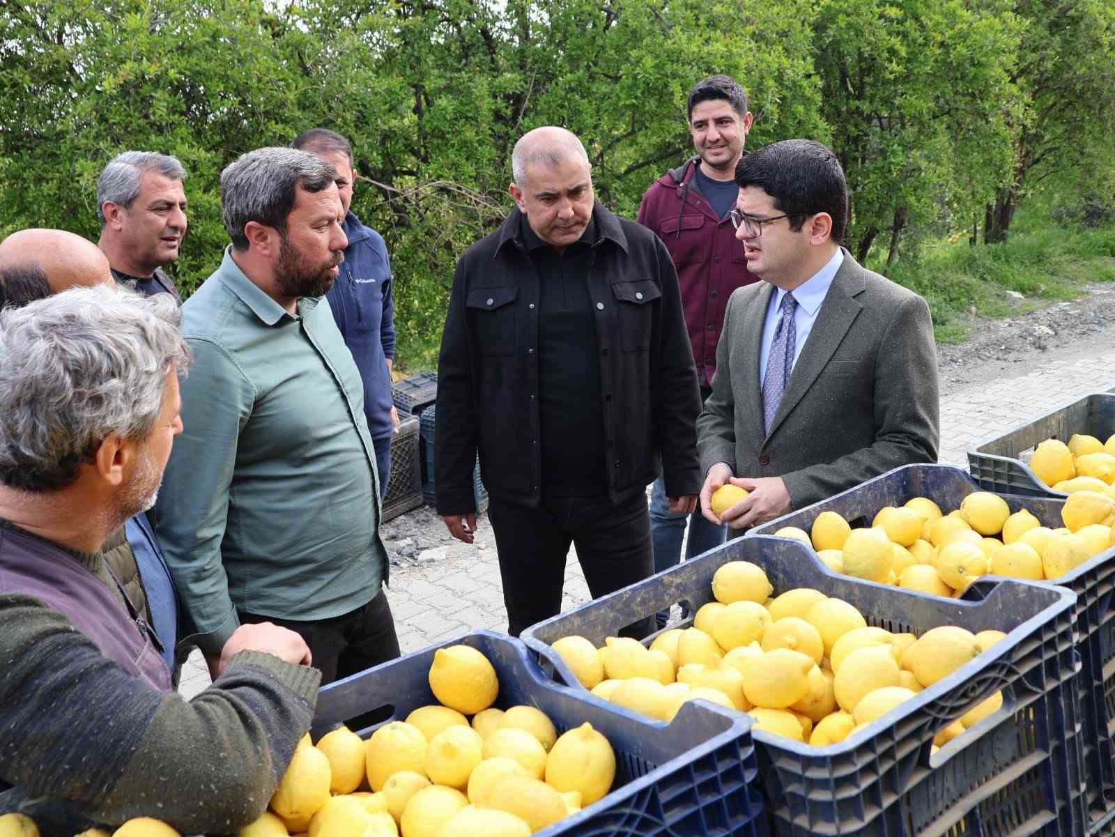 Arsuz’da limon hasadı başladı
?v=1