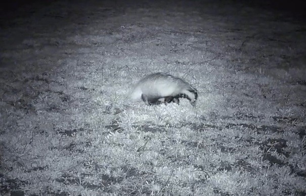 Yiyecek arayışındaki porsuk Ganos Dağları’nda görüntülendi
?v=1