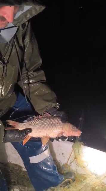 Kovada Gölü’nde yasa dışı avcılığa geçit yok: Kaçak avcılıkta kullanılan 7 çuval ağa el konulurken, balıklar tekrar göle salındı
?v=1