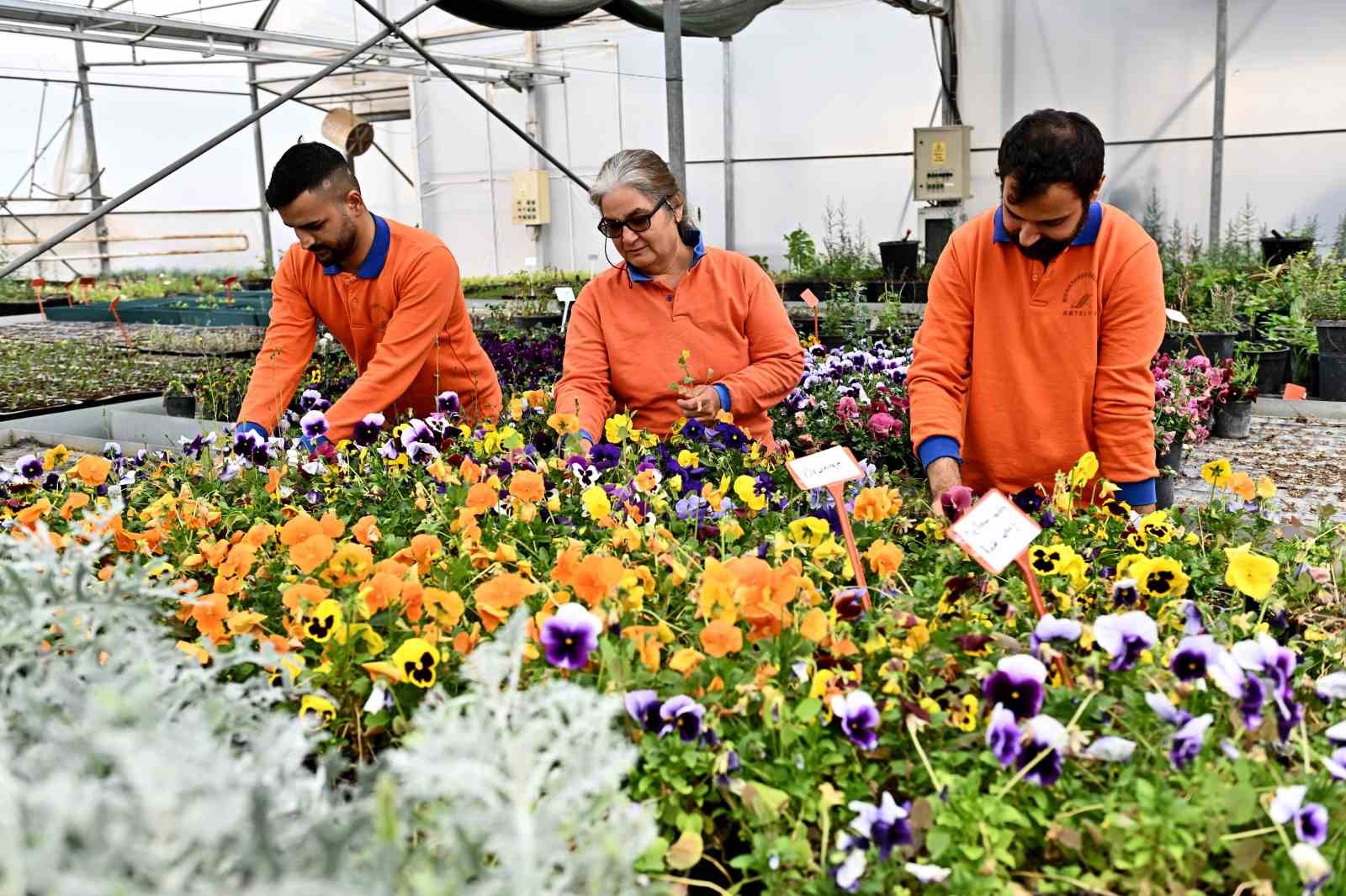 Çiçek Desenleri Günleri için 130 bin dal çiçek yetiştiriliyor
?v=1