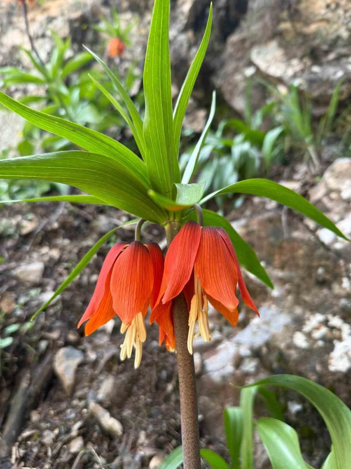 Hakkari’de ters laleler çiçek açtı
?v=1