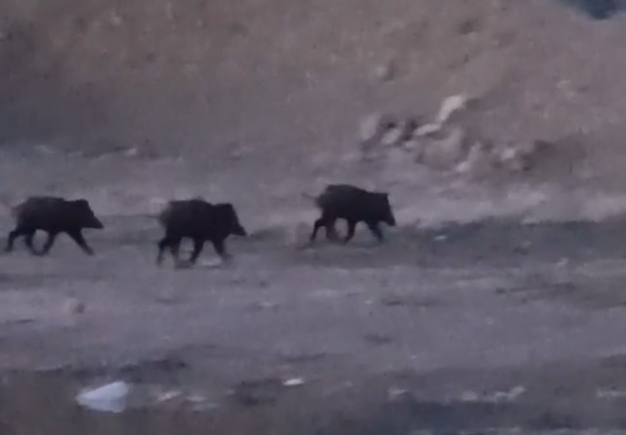 Yüksekova’da domuz sürüsü görüntülendi
?v=1