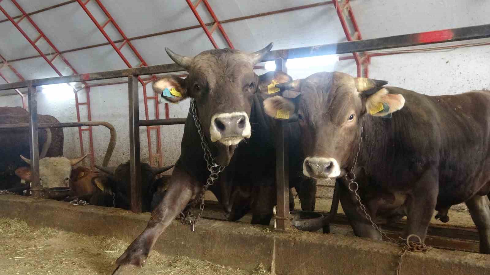 Artvin’de kurbanlıklar pazara çıkmayı bekliyor
?v=1