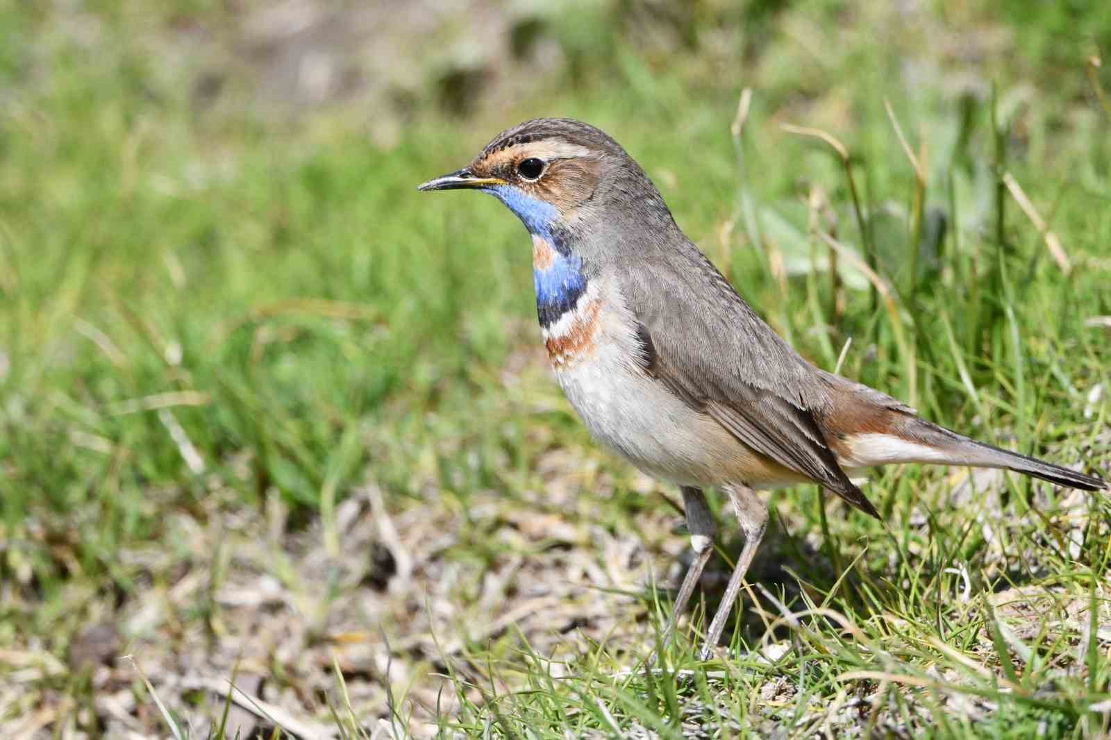 Van Gölü havzası göçmen kuşlarla renklendi
?v=1