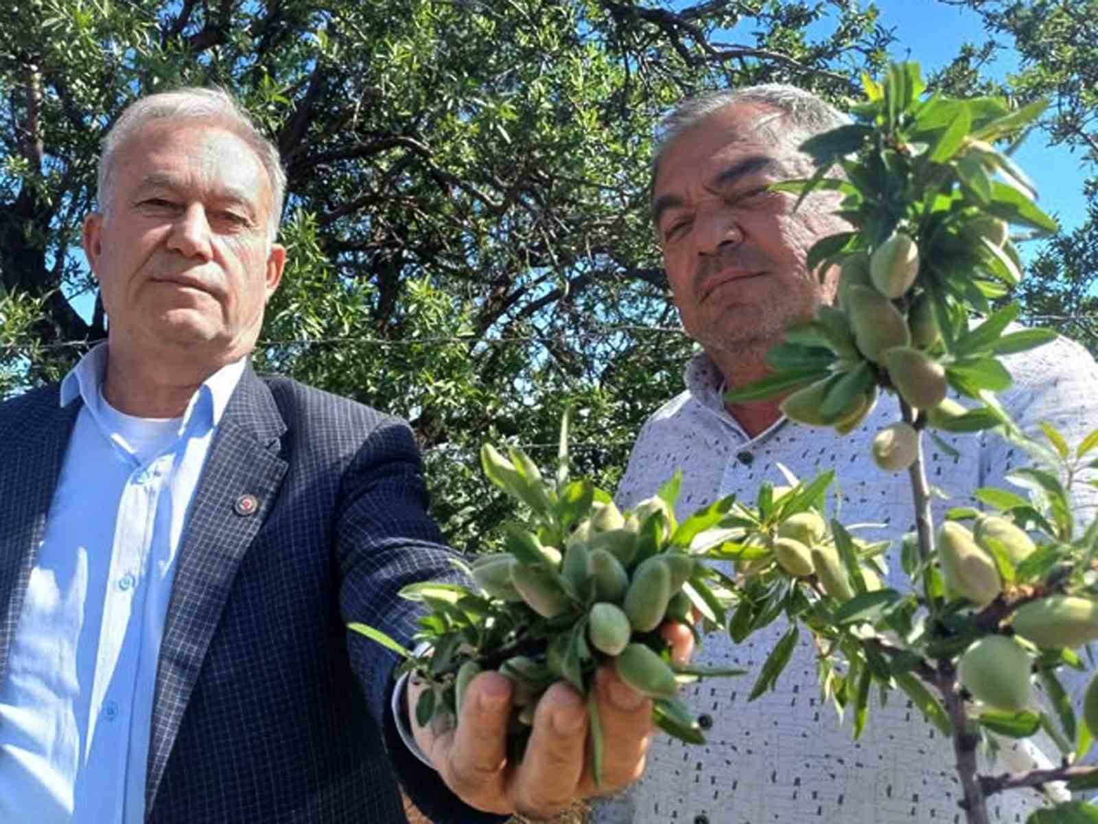 Araban’ın yerli badem çağlası sofralarda yerini aldı
?v=1