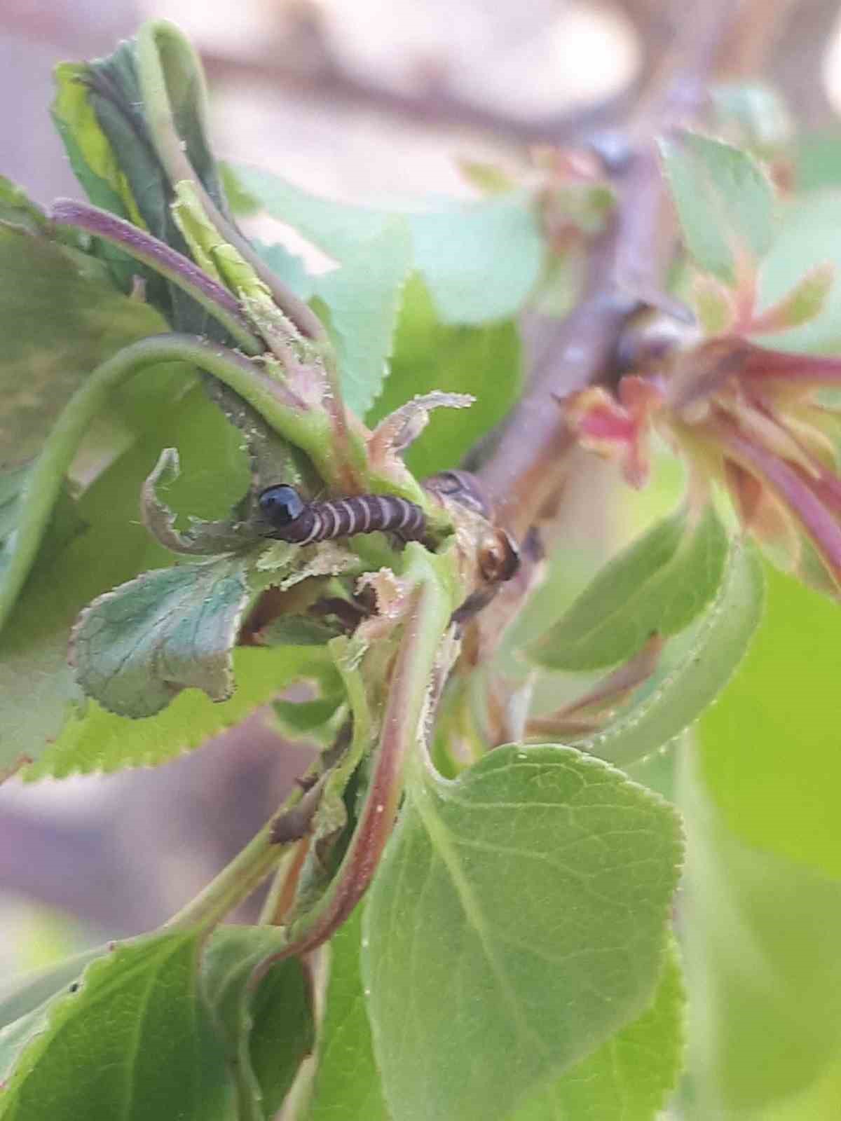 Salihli’de üreticiye kritik uyarı! Meyve ağaçlarında hastalık alarmı
?v=1