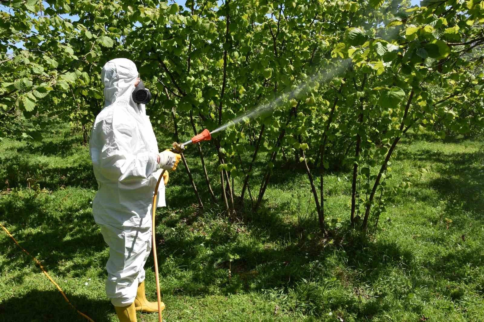Fındıkta külleme ve kozalak akarına karşı mücadele başlatıldı
?v=1