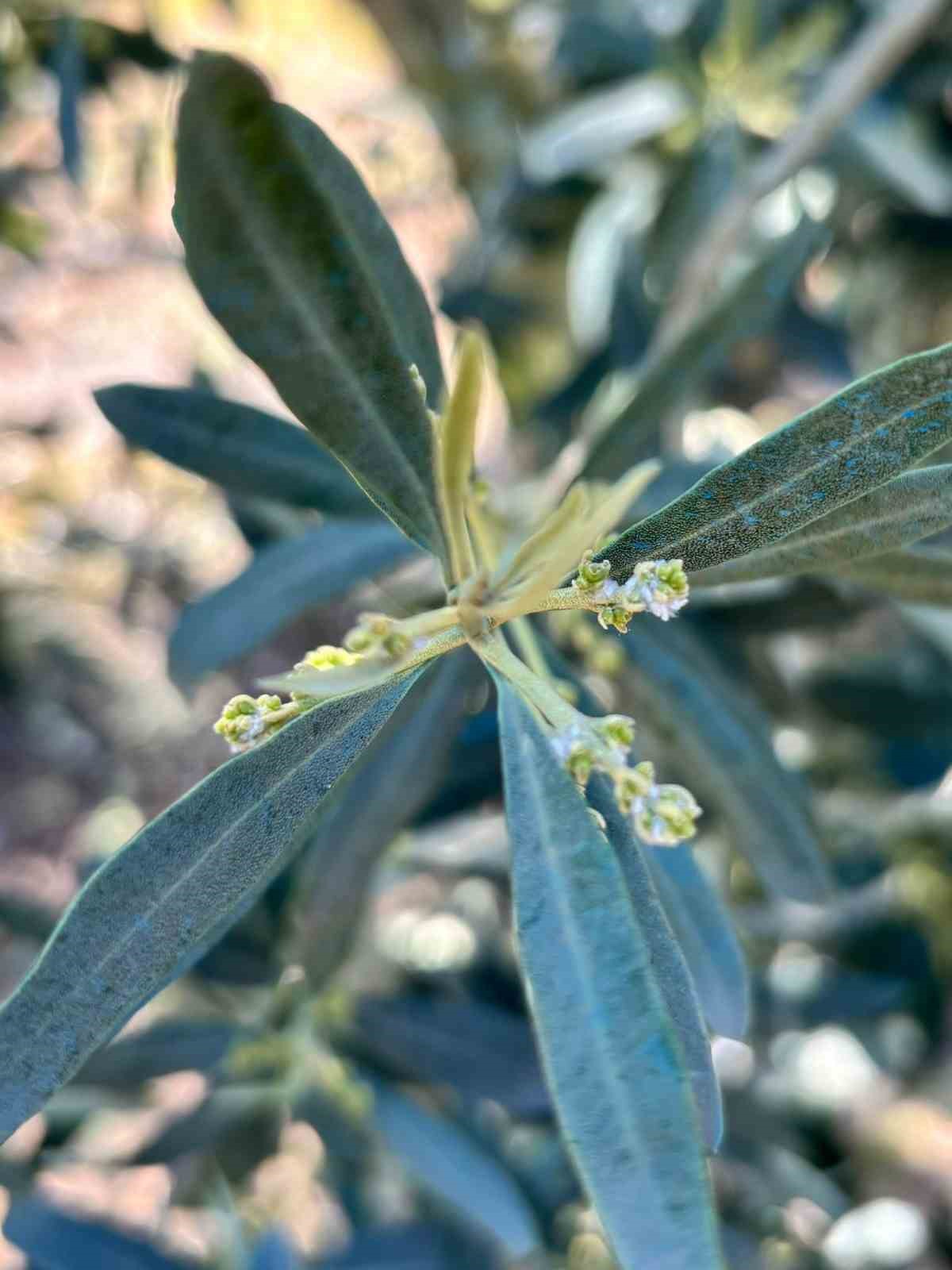 Salihli’de zeytin üreticilerine  Zeytin Pamuklu Biti  uyarısı
?v=1