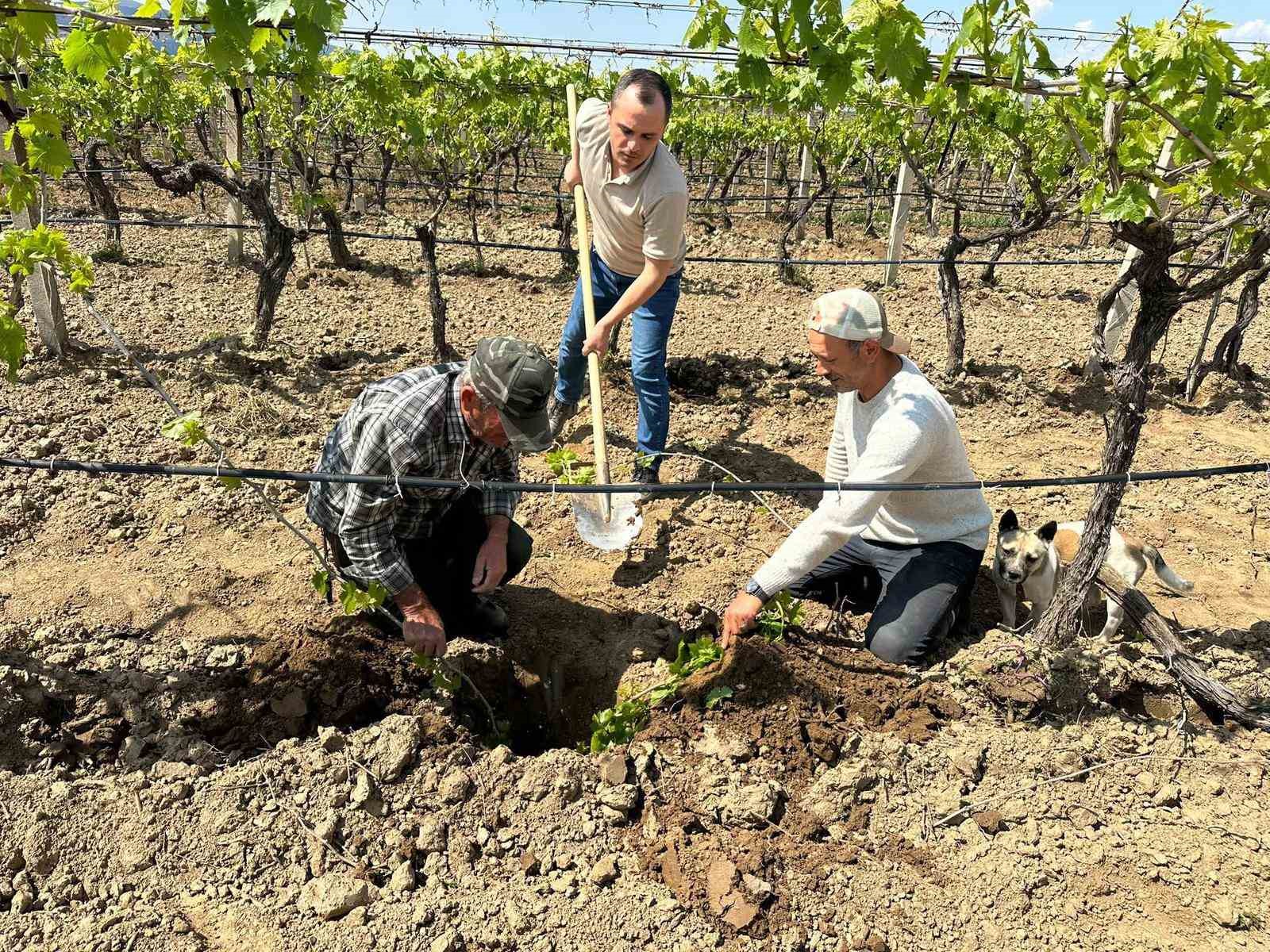 TARİŞ’ten bağlara yakın takip
?v=1