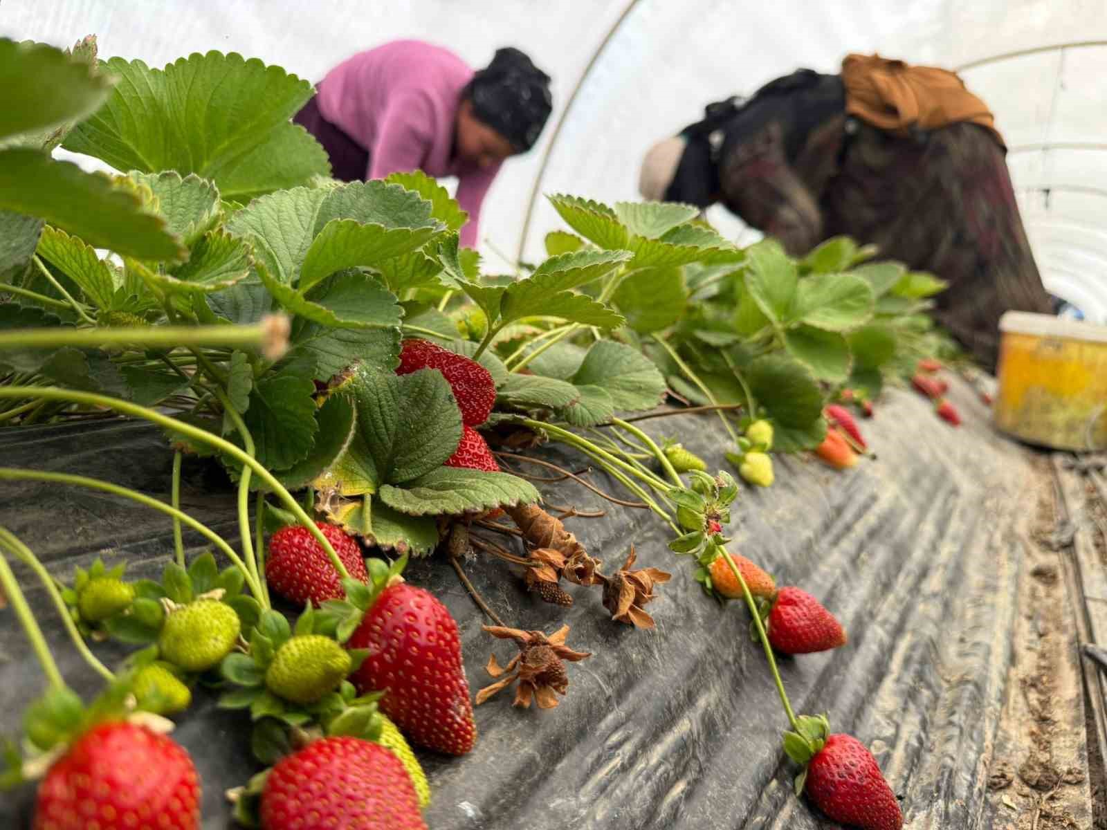Tarla ile market rafları arasındaki farka üretici bile inanamıyor
?v=1
