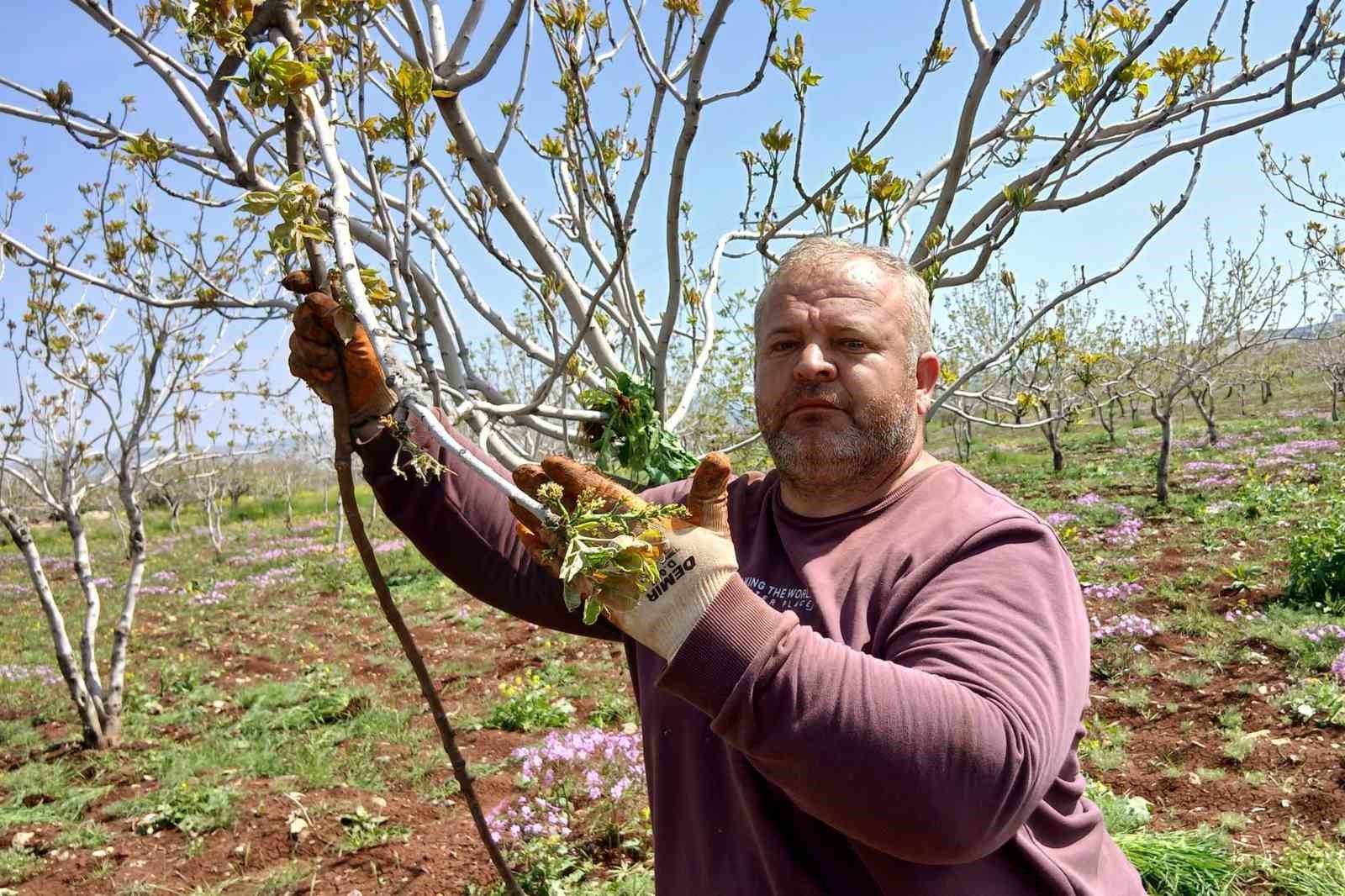 Araban’da fıstık üreticileri tırtıl’la mücadele çalışması başlattı
?v=1