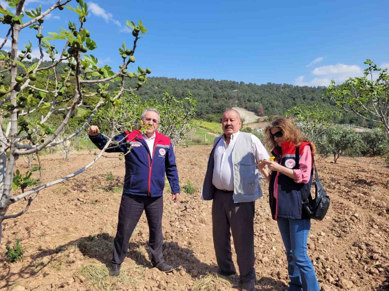 Buharkent’te ilek bahçeleri kontrol edildi
?v=1
