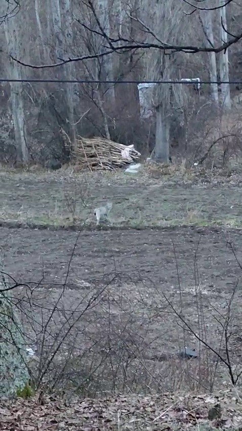 Tortum’da nesli tükenme tehlikesinde olan vaşak görüntülendi
?v=1