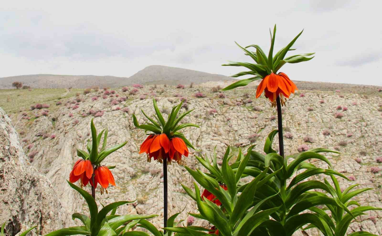 Afşin’de ters laleler açtı: Koparana 700 bin TL ceza
?v=1