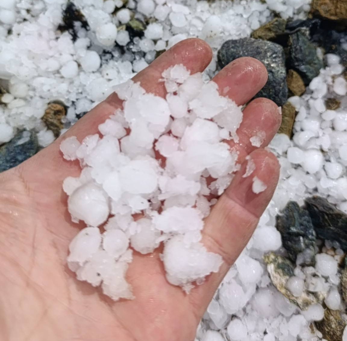 Malatya’da dolu kayısı bahçelerine zarar verdi
?v=1
