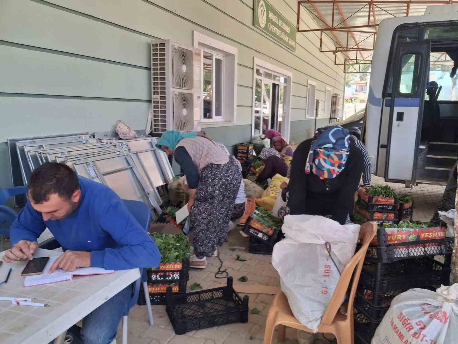 Sarıgöl’de taze bağ yaprağı mesaisi başladı
?v=1