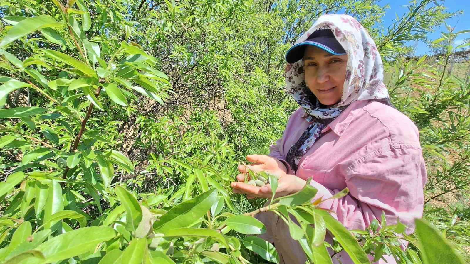 Çağla, üreticisinin yüzünü güldürdü
?v=1