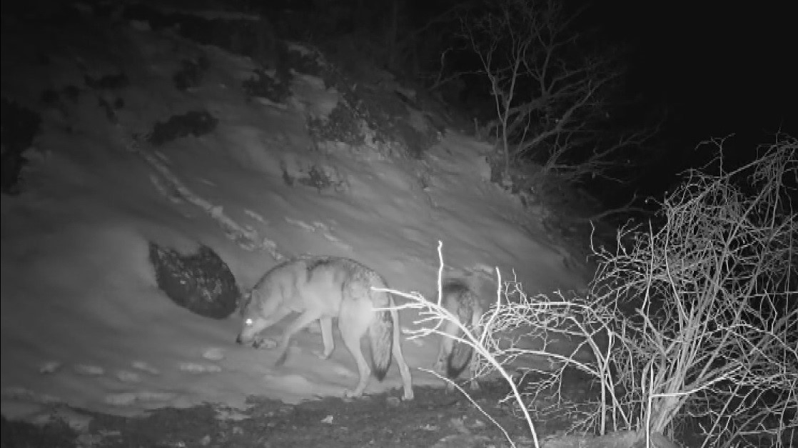 Fotokapana yansıyan yaban hayatında bahar hareketliliği
?v=1