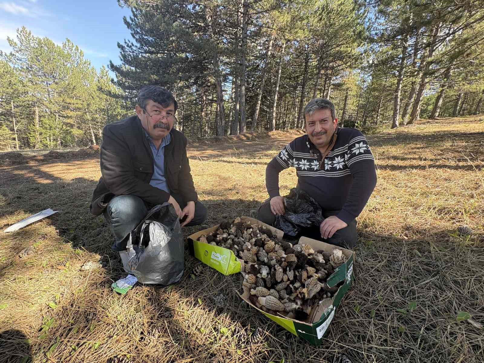 Kastamonu ormanlarında kuzugöbeği mantarı bolluğu
?v=1