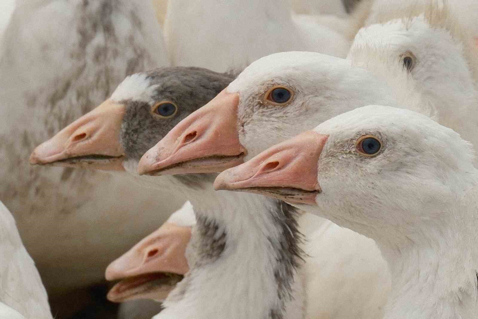 Anadolu kazına  milli kimlik : Anne hattı Yozgat, baba hattı Bandırma
?v=1
