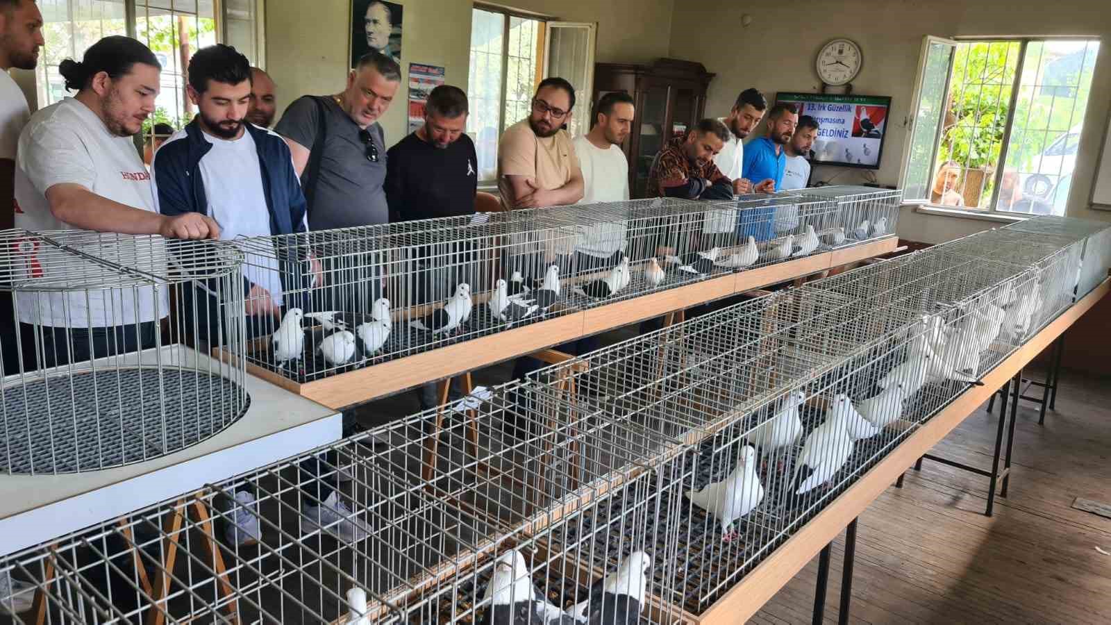 Denizli azman güvercinleri güzellikleriyle mest etti
?v=1