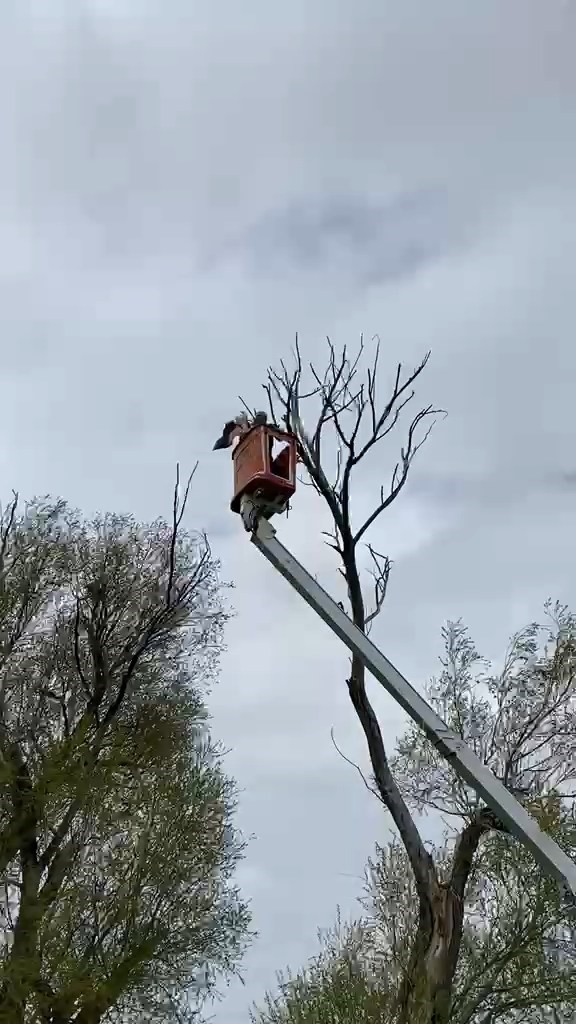 Ağaçta asılı kalan leylek kurtarıldı
?v=1